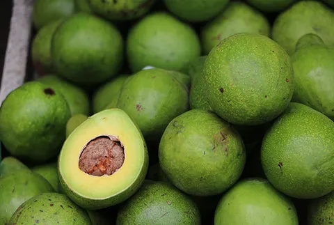 avocat-brule-graisse