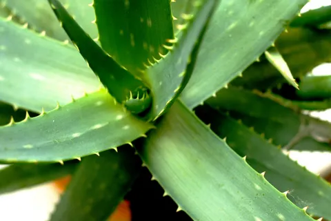 aloe-verra